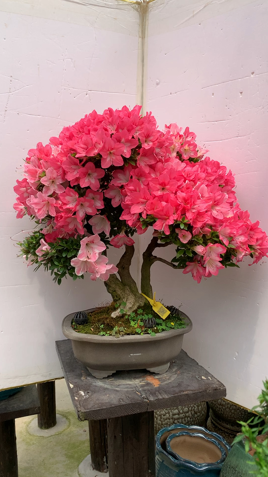 进口皓月杜鹃碧空