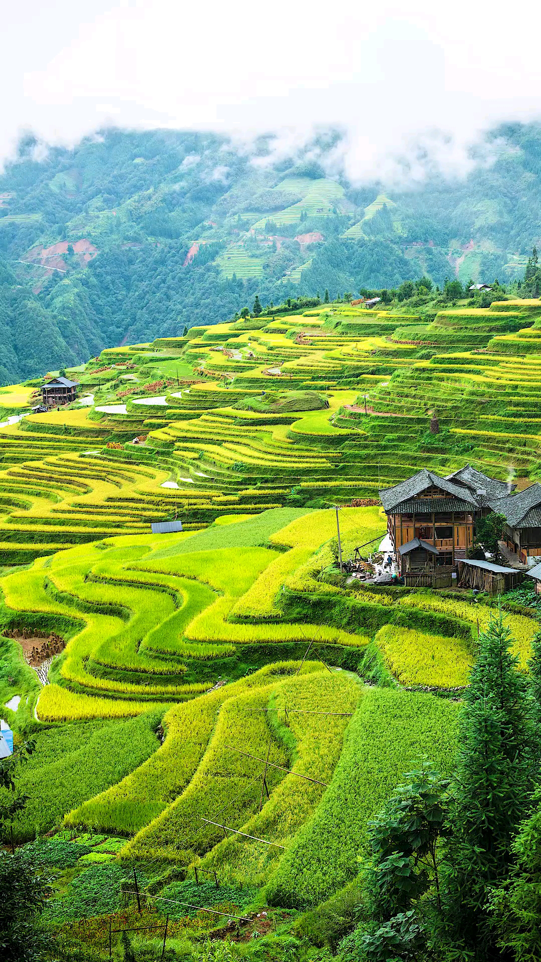 旅游进行时#秋天的贵州加榜梯田,最美时刻已经到来,是我寻找已久的