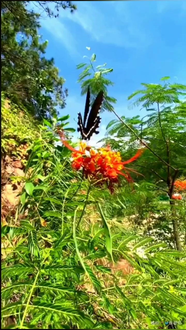 夏日风彩#走进大自然,享受自然美!