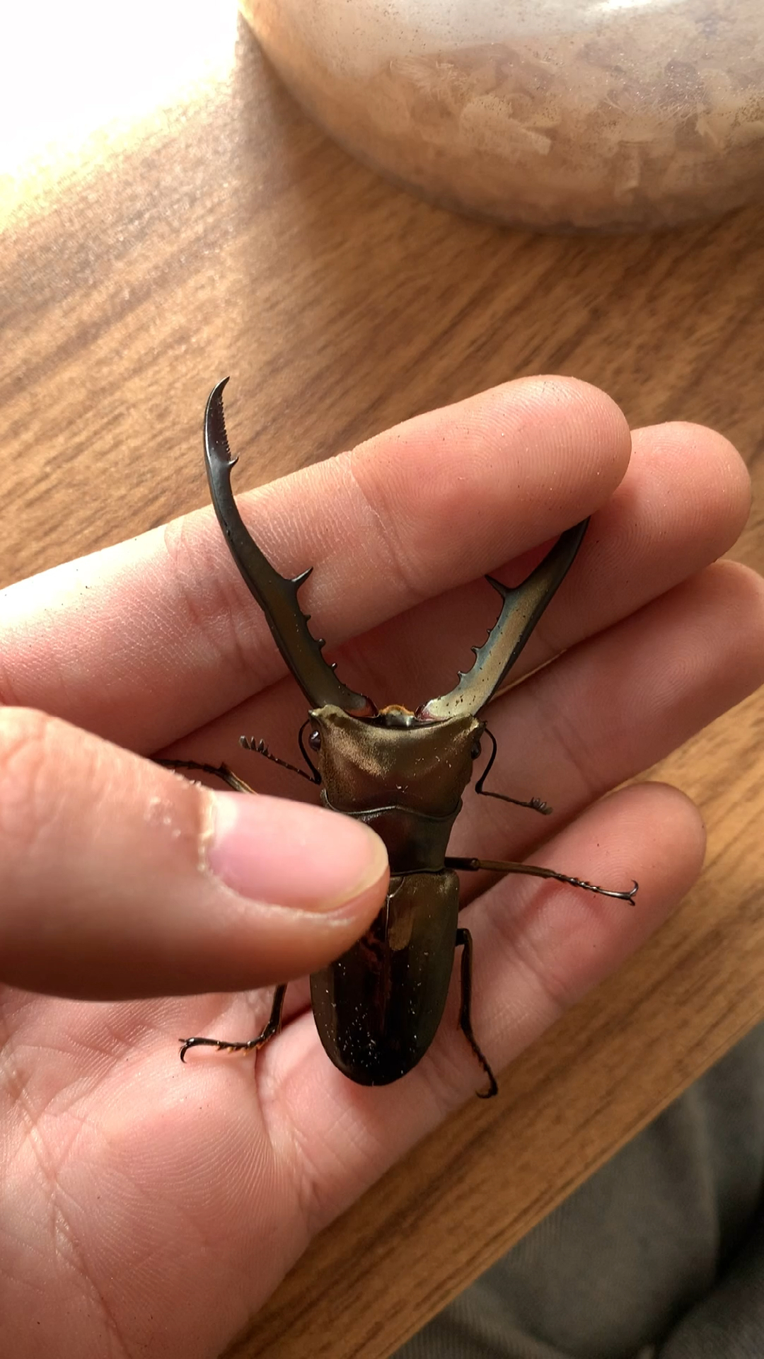 甲虫#美它利佛细身赤锹甲