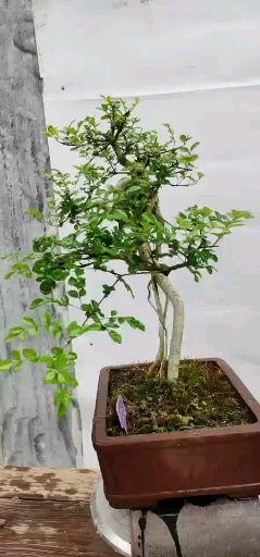 对节白蜡高提根喜欢的联系