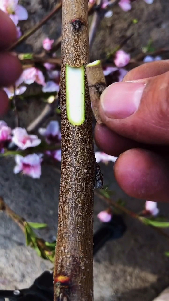 嫁接技术#桃树嫁接,适合新手的方法