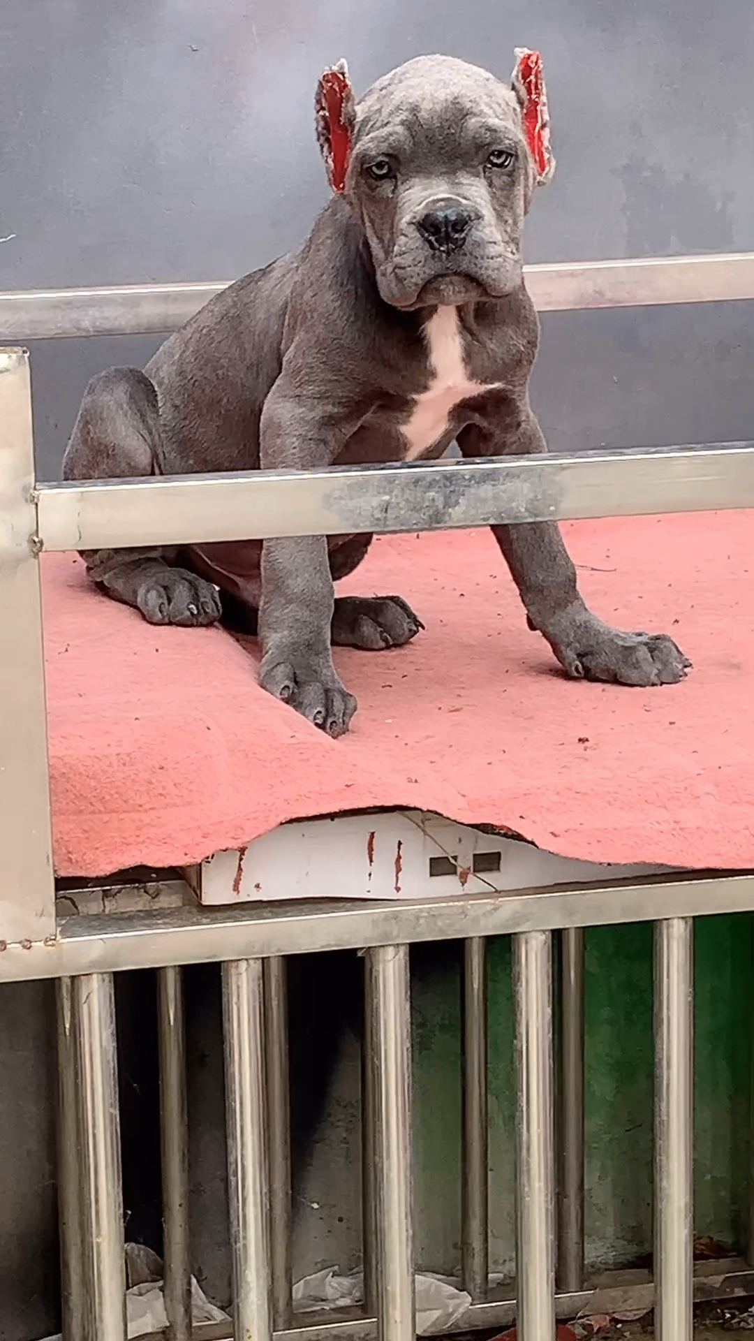 灰色卡斯罗#国际灰色卡斯罗