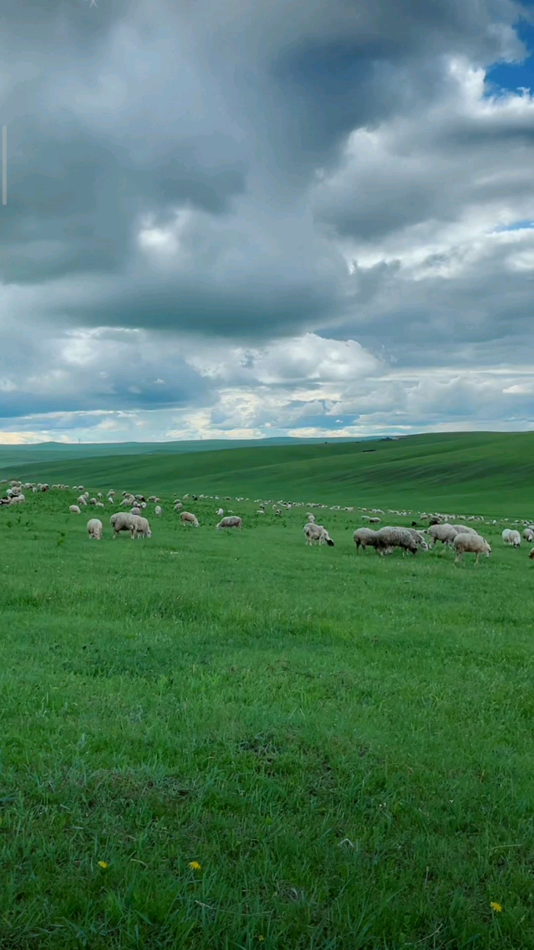 旅游进行时#欢迎来呼伦贝尔大草原,让我们一起来数羊.
