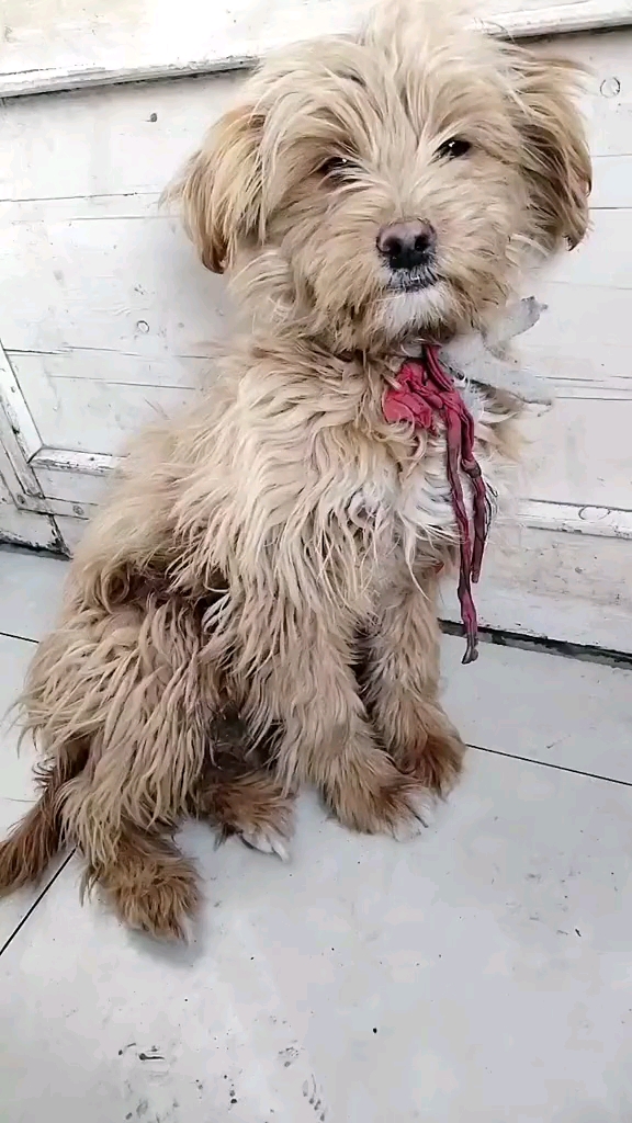 可怜无助的眼神!