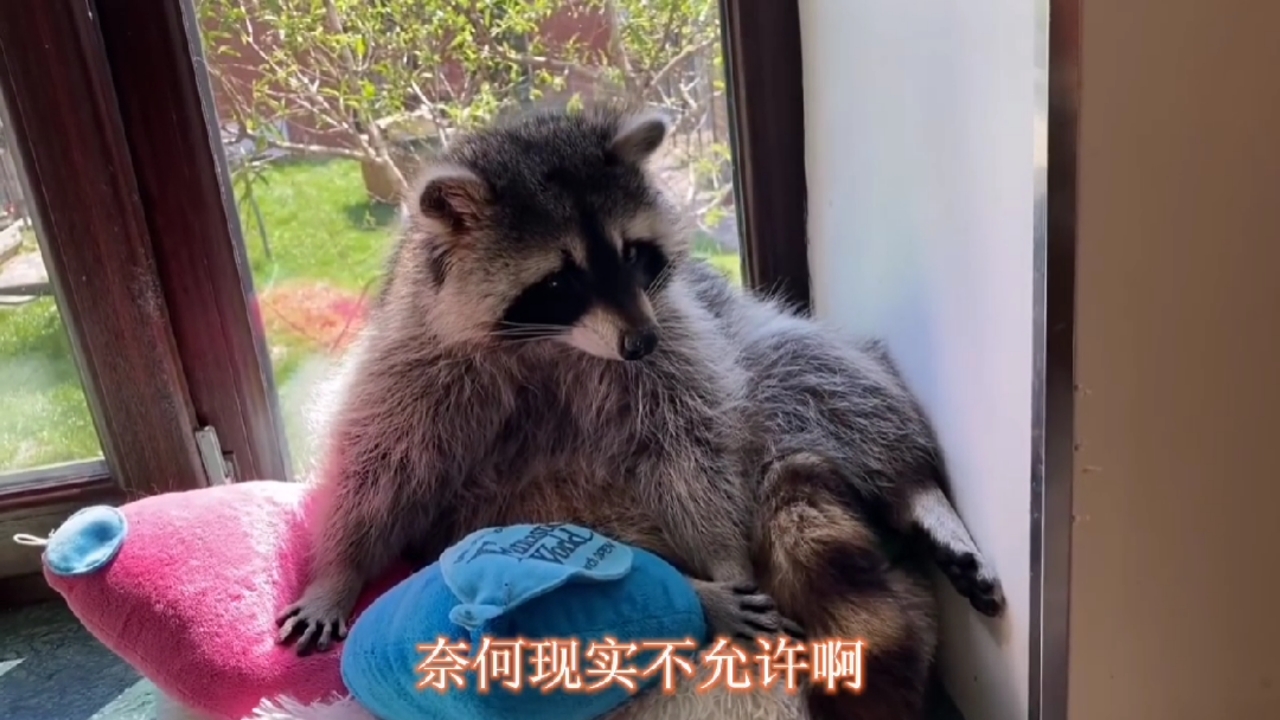 搞笑萌宠#这么好看又可爱的浣熊君,真的是爱了爱了