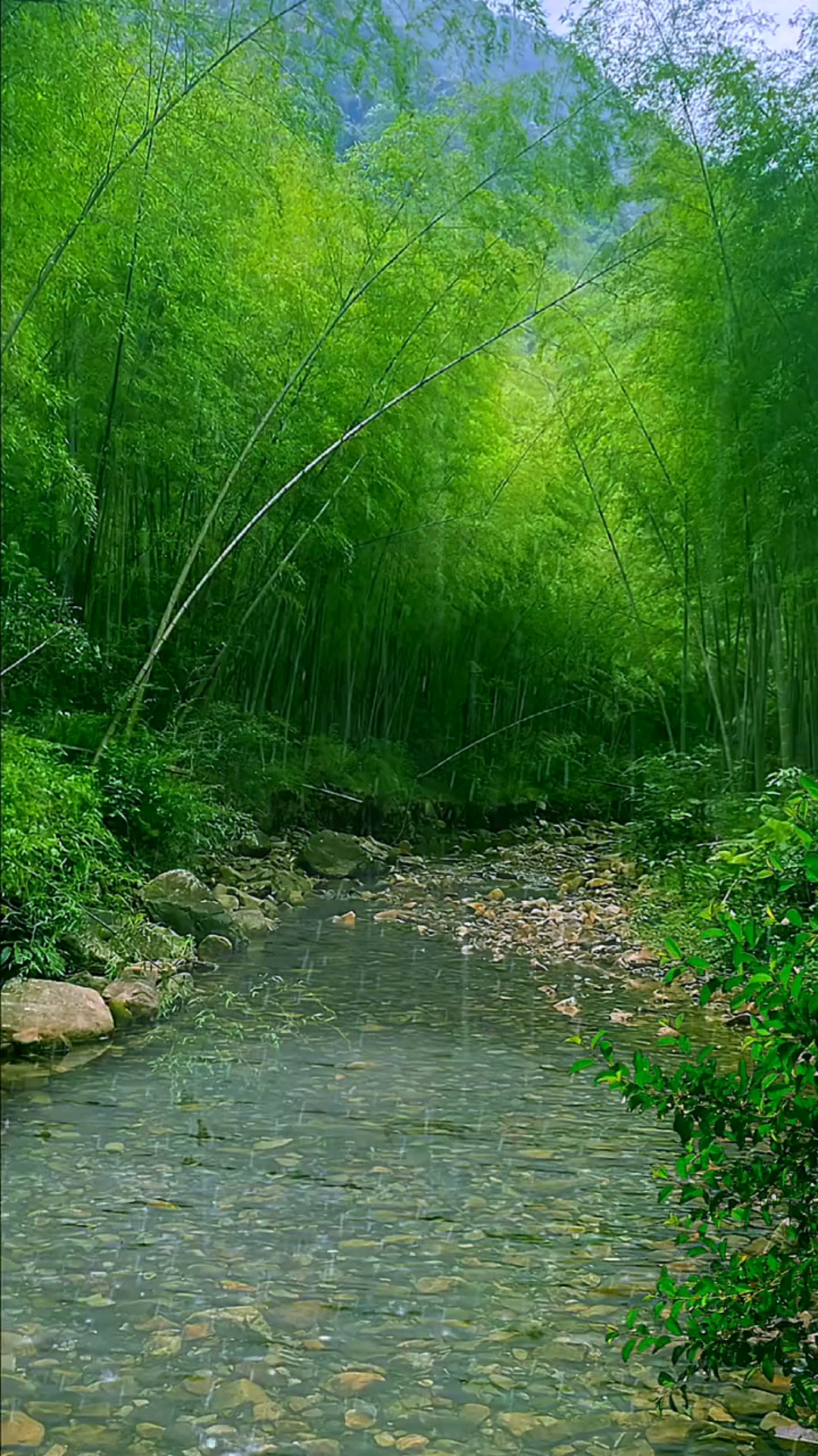 雨打水面翠美丽,绿竹成荫如画.