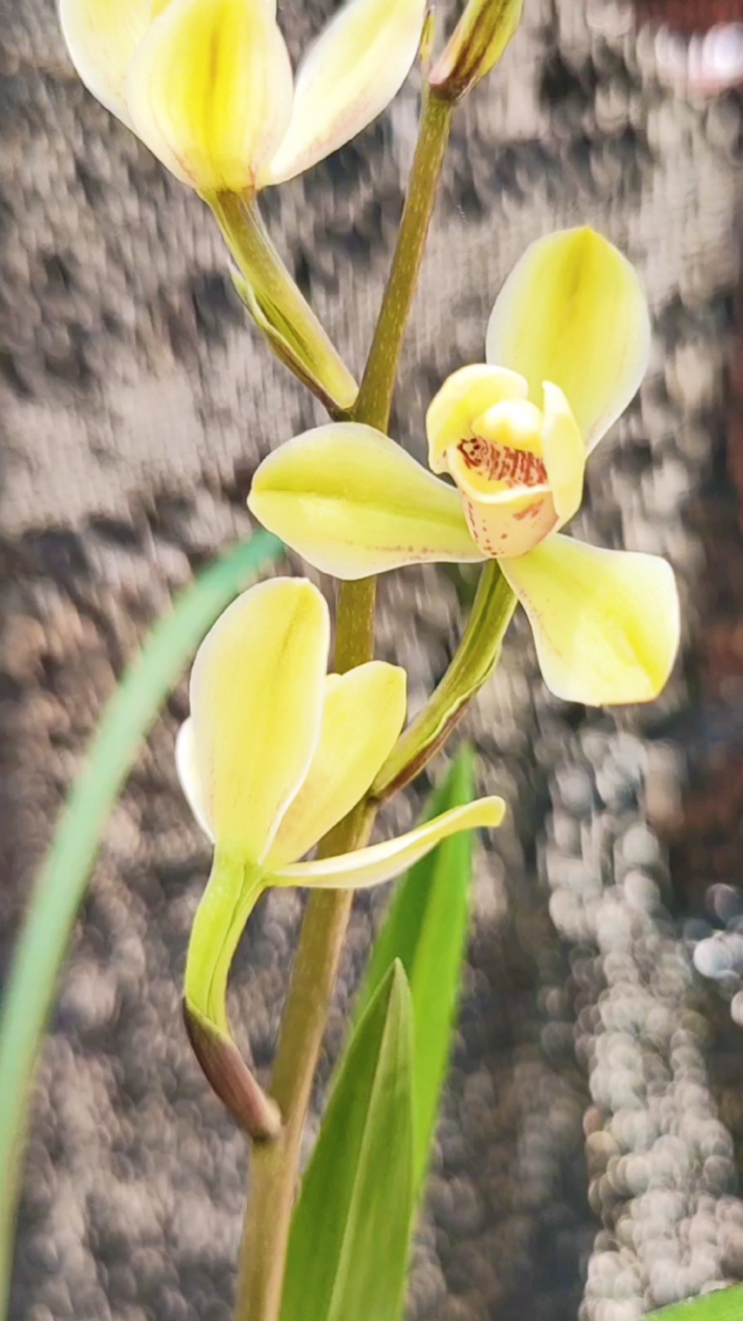 建兰黄光登,建兰八大名品之一,花花的端正大气