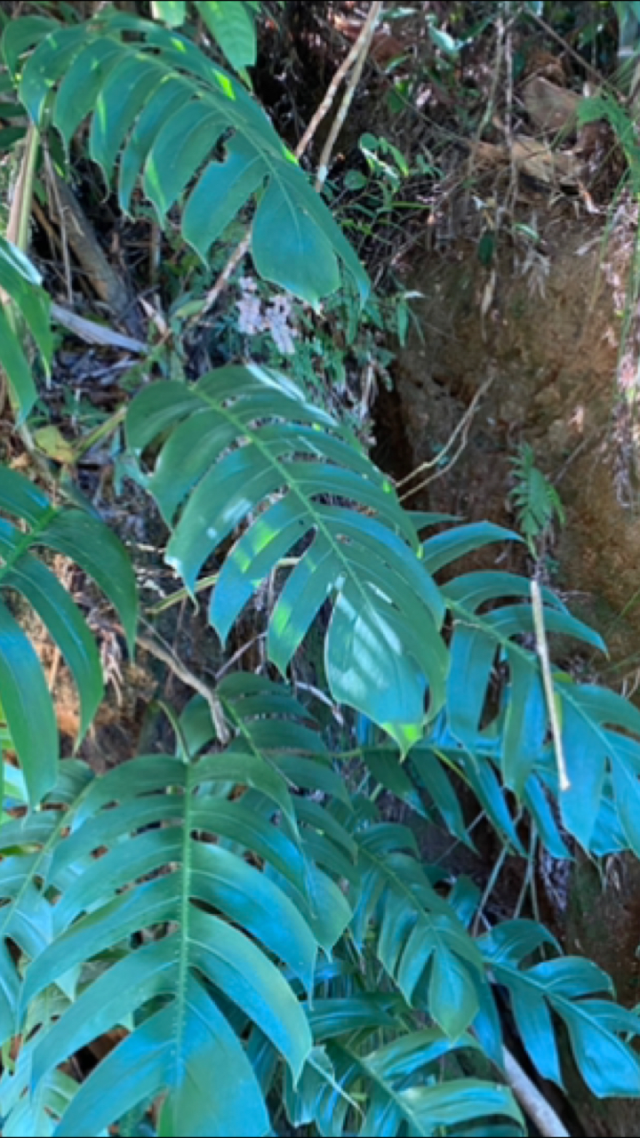 义龙山草药#百足草,上树龙,飞天蜈蚣:你们叫什么呢?-度小视