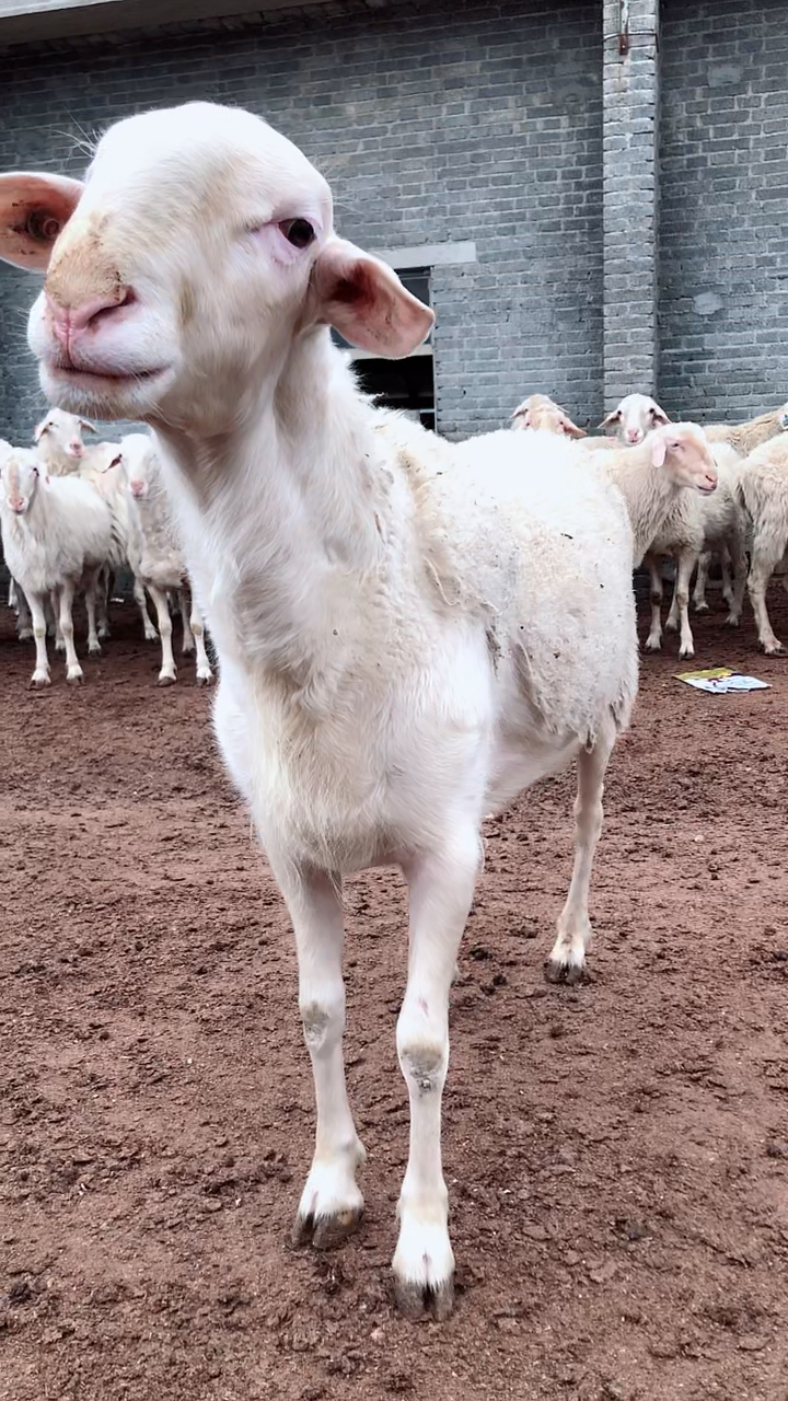 湖羊种公羊相当给力