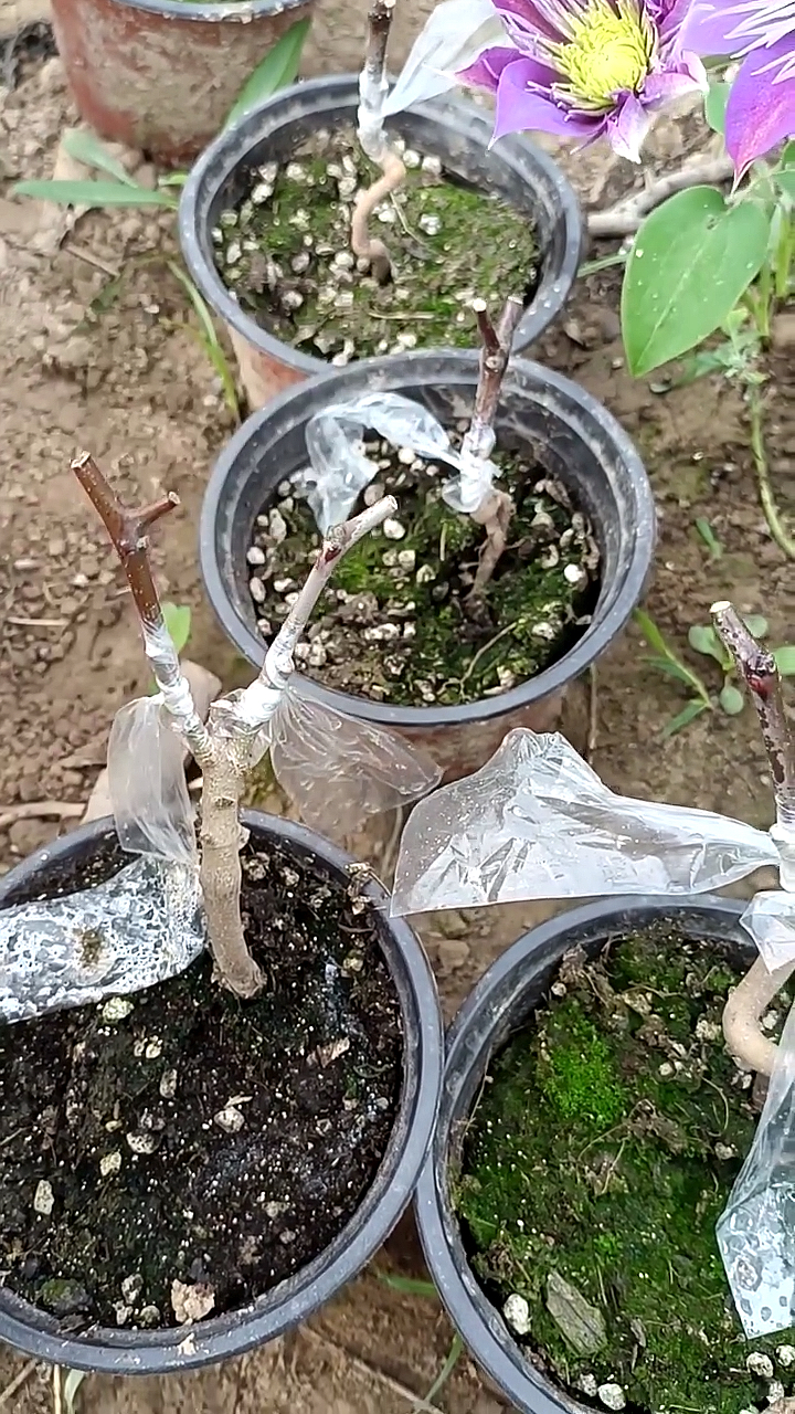 春日小视频有奖征集活动什么时间嫁接枣树新手最好等到树离皮了进行插