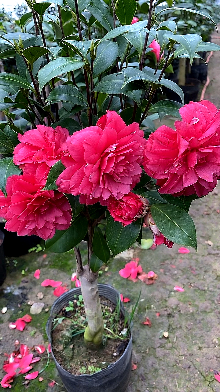 艳无双茶花开品鉴赏!
