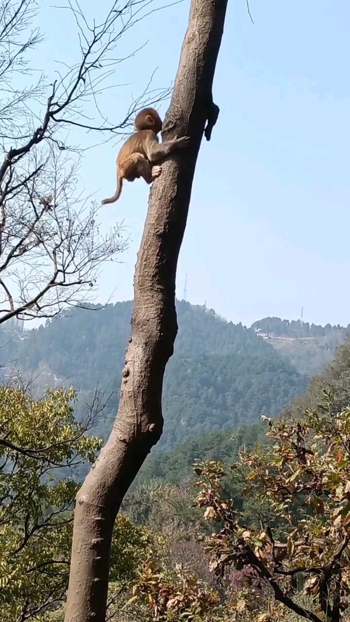 猴子爬树图片大全可爱图片