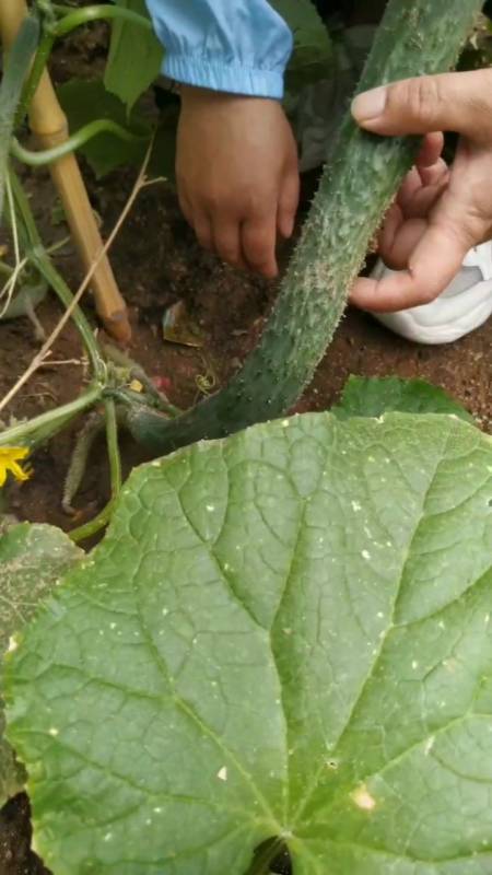 这样的根瓜该不该提前采摘呢?