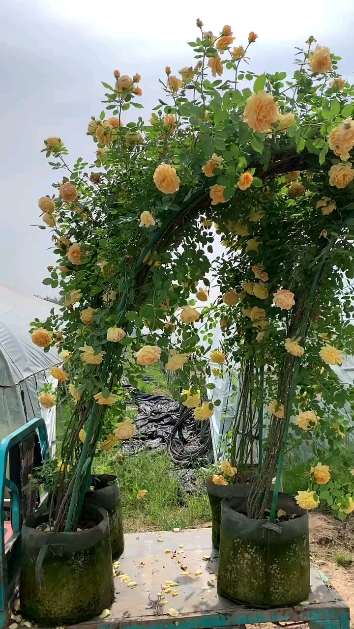 爬藤月季室外耐寒高手,南北方冬天冻不死的植物