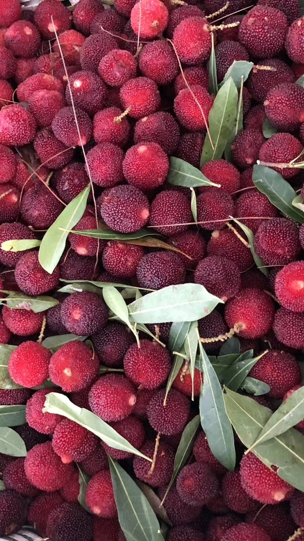 中国浙江温州杨梅开始