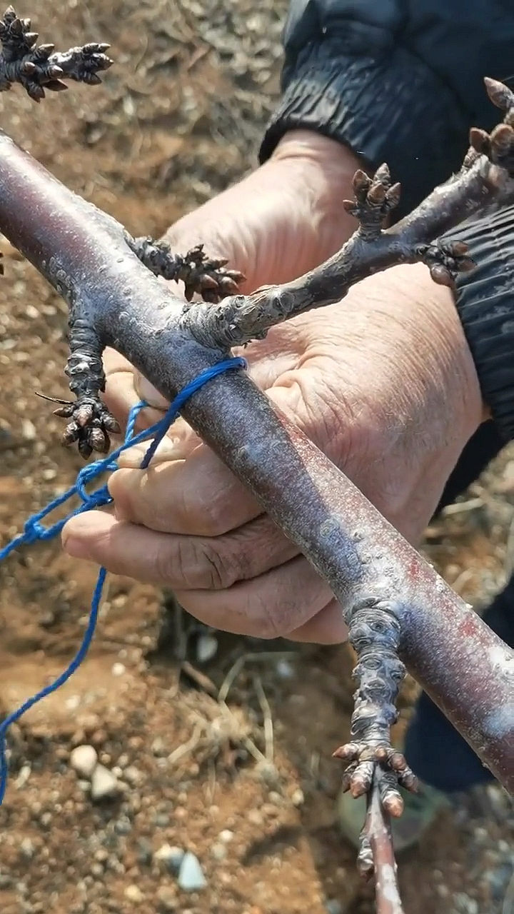 大樱桃#大樱桃树拉枝的正确方式,看这里