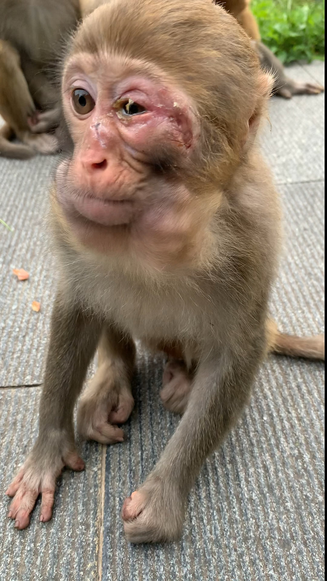 带上全民去旅行#可怜的娃一个眼睛失明了,脸上还少了一块,一只腿材苘