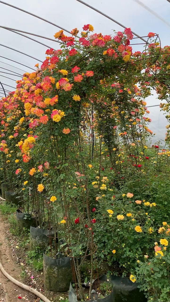 藤本月季藤彩虹做出的成品拱门花量多花期长多季循环开花