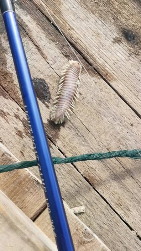 深夜放毒#我钓到海里的毛毛虫你见过吗