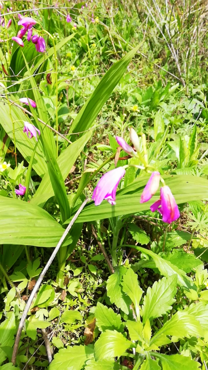 九华山野生中药材白芨!