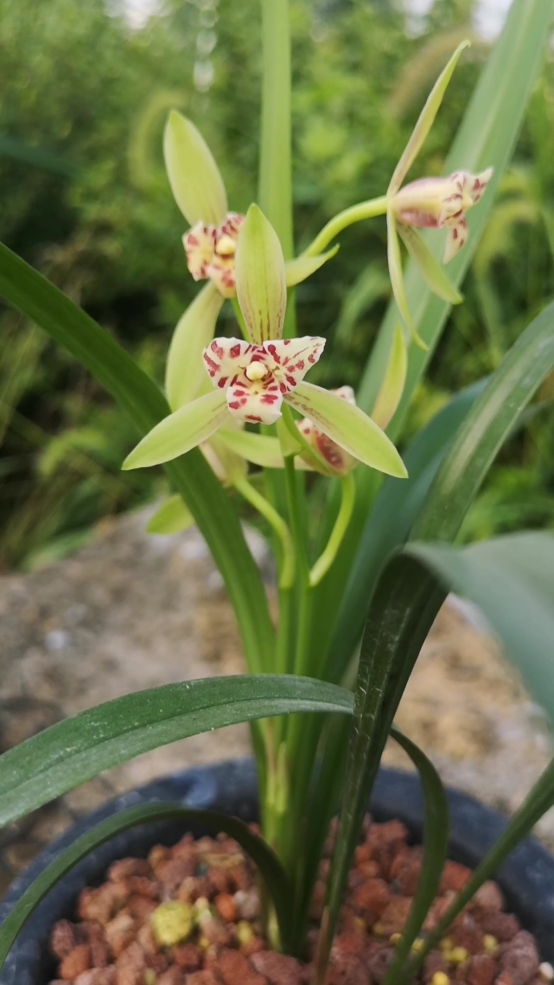 建兰漂亮三星蝶