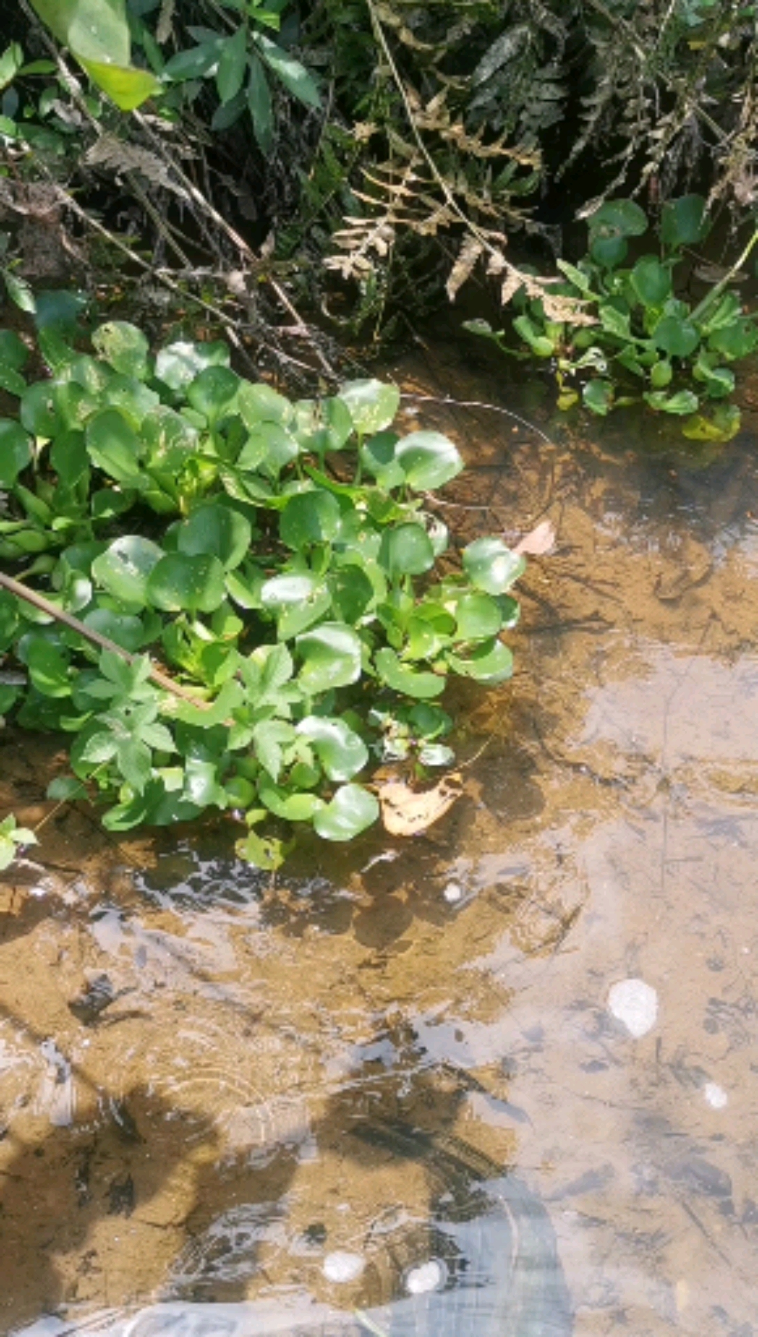 在農村三年都沒幹出點成績,每天只能去河裡撿點水葫蘆掙幾百塊維持