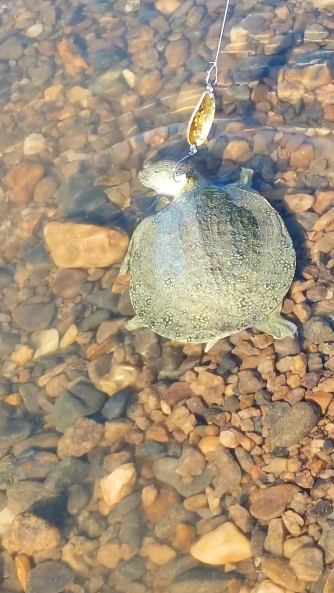 路亚#这就是传说中的打龟?