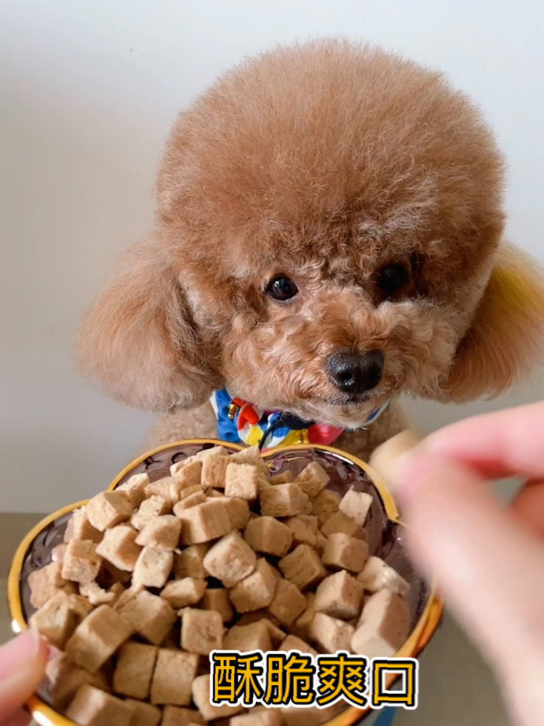 天气炎热,每天给狗狗吃点清火小零食可以缓解泪痕