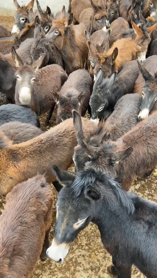 德州黑驴#小毛驴