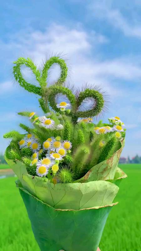 生活需要仪式感,一束狗尾巴草也可以很美呀!