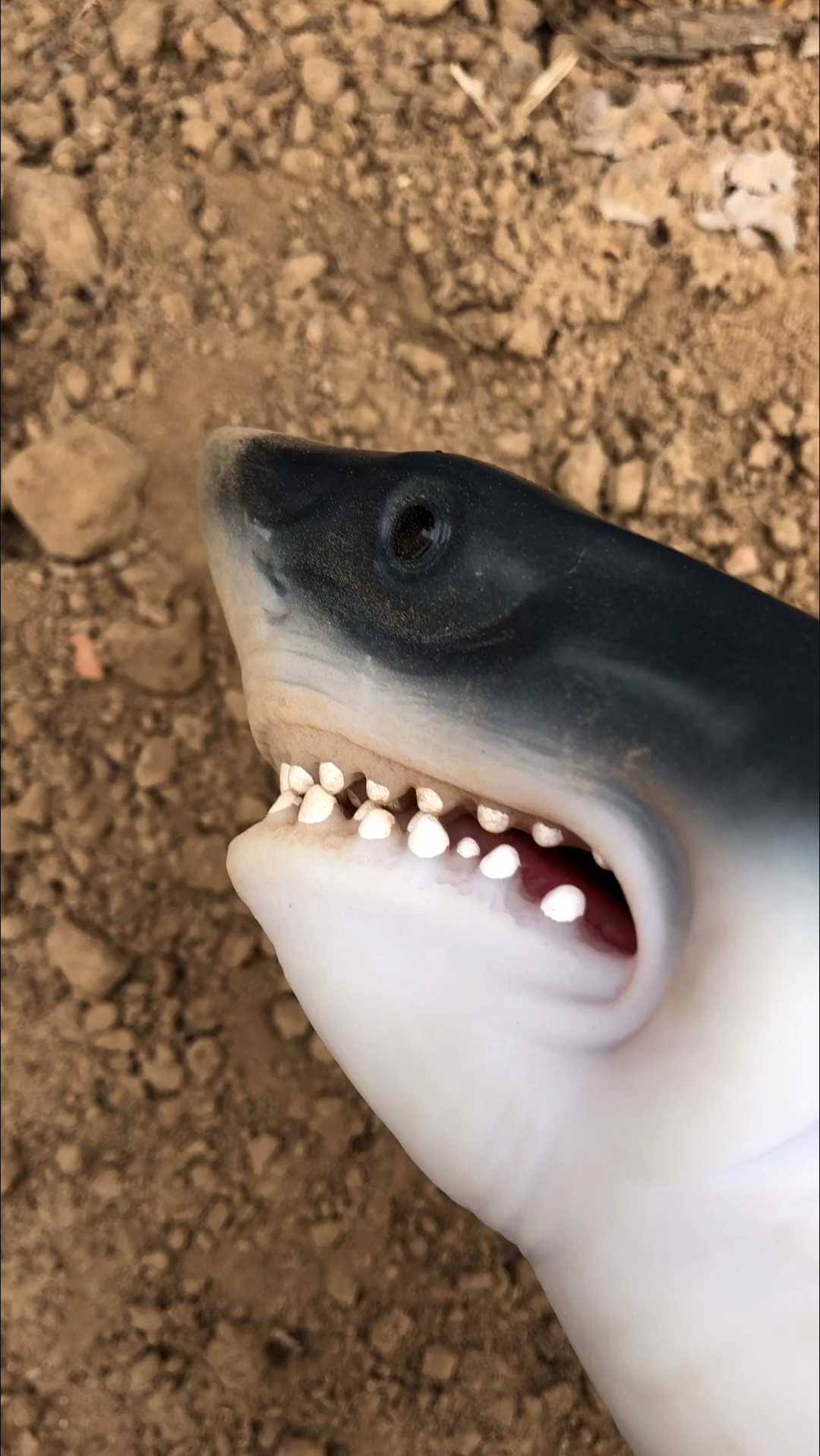 全民搞笑短剧#鲨鱼怎么就爱吃上土了呢-全民小视频