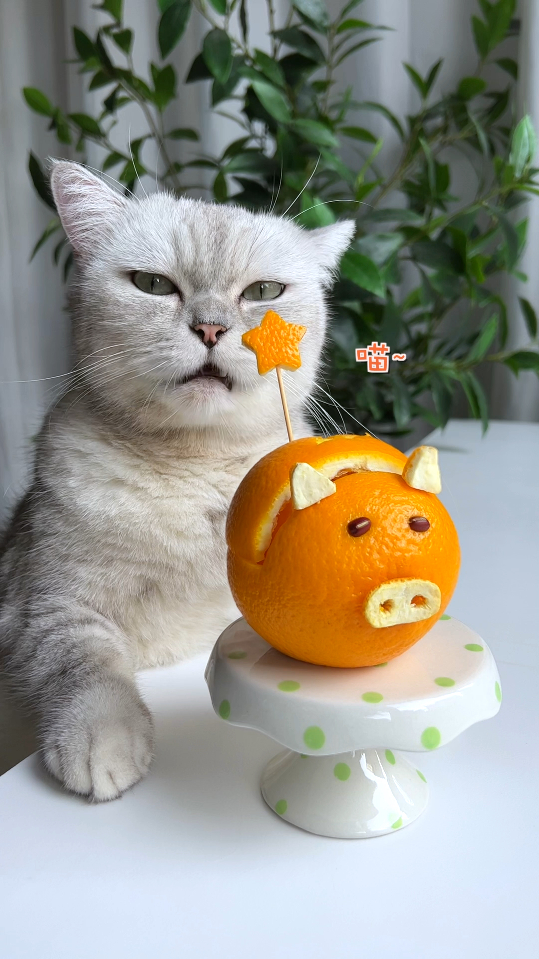 猫咪日记猫王用橙子做一个可爱的猪猪