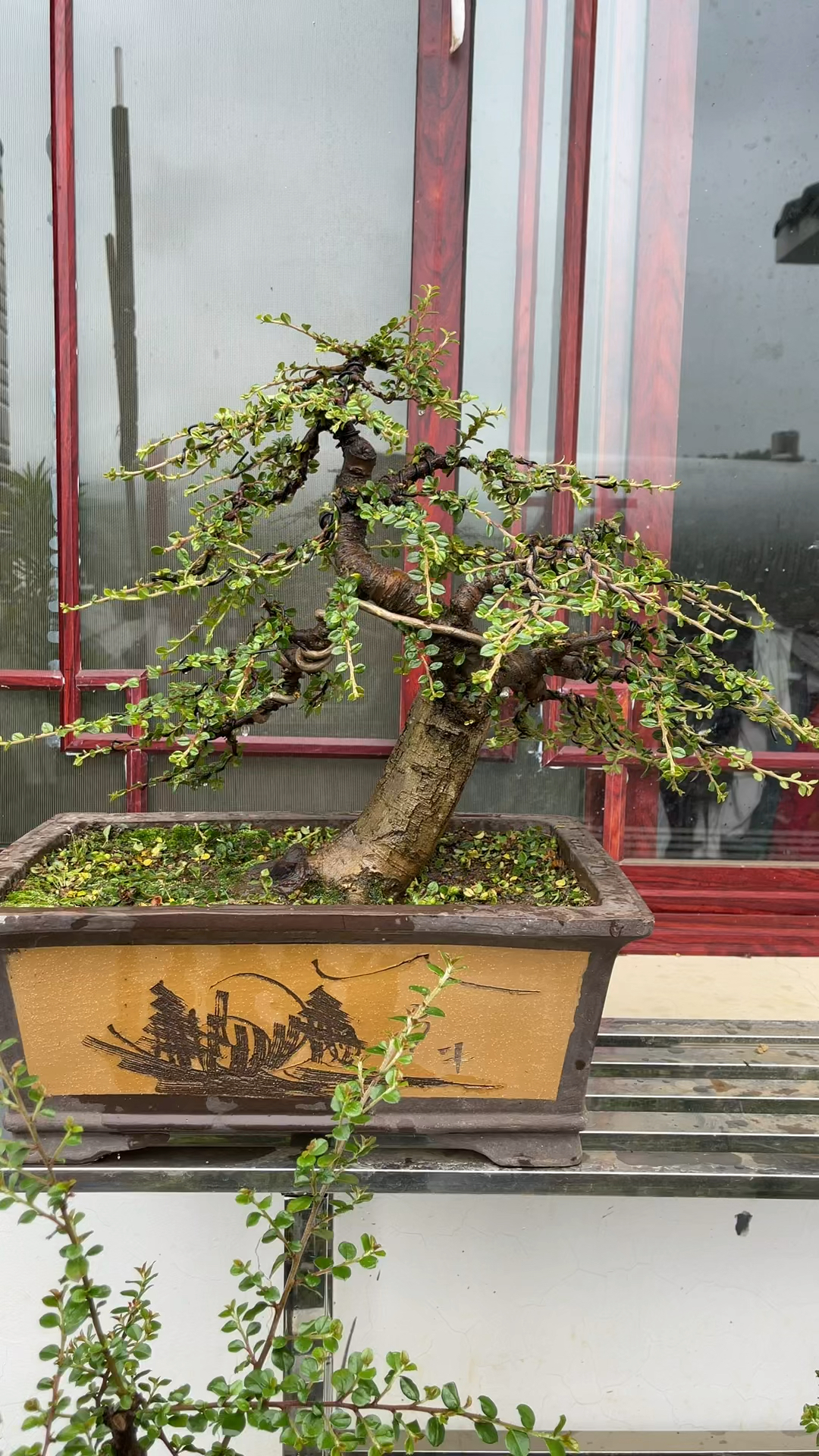 红花荀子老桩