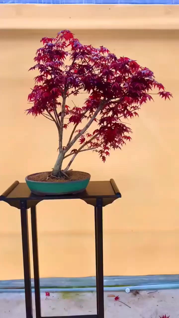 感谢全民我要上热门#进口出猩猩盆景