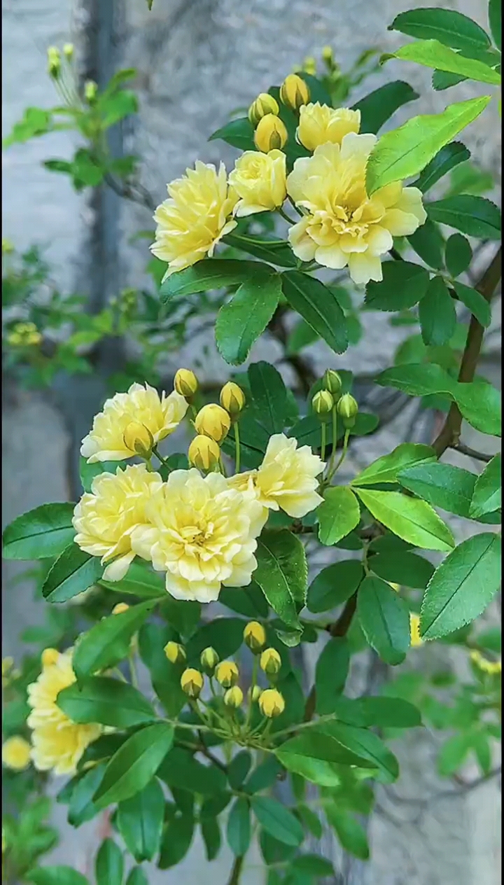 黄木香花