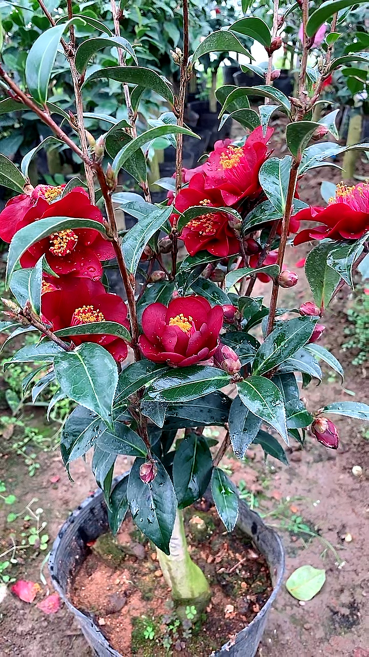 黑骑士茶花开品鉴赏!树形紧凑,花色黑红!-度小视