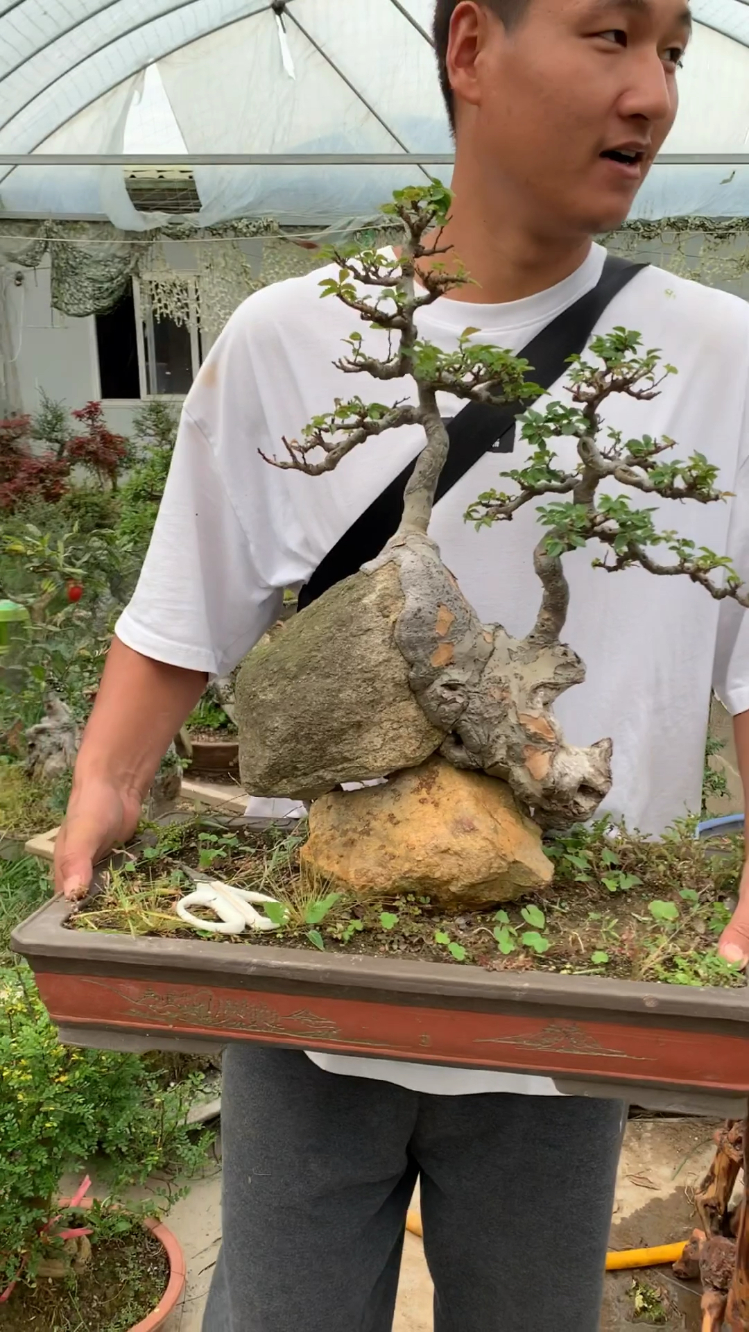 附石榆树盆景寓意年年有余