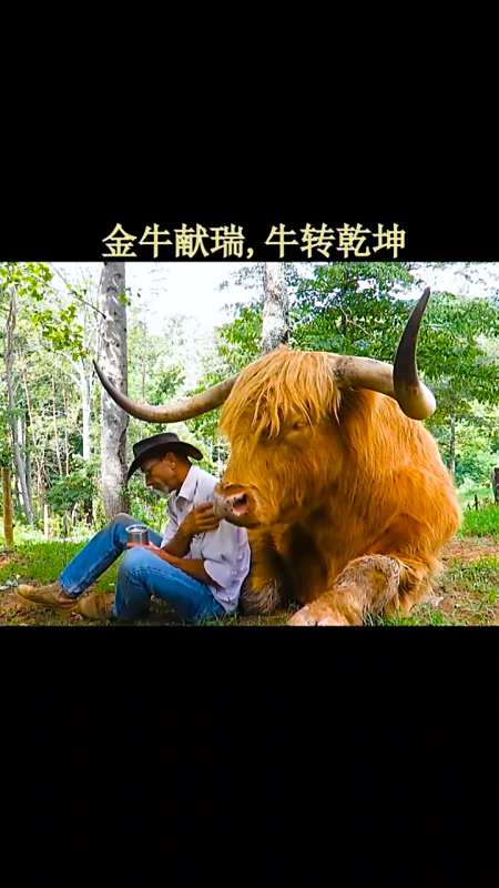 牛王擎天柱#祝大家牛气冲天,牛逼轰轰!-全民小视频