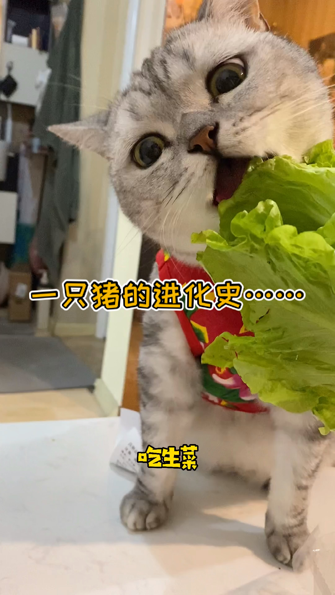 吃着吃着就变成猪了!-度小视