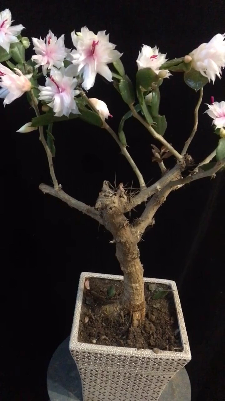 叶仙老桩嫁接的蟹爪兰,看看行不行梅花?