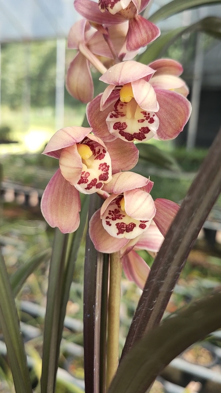 兰花#红草红荷,今年开的最漂亮的一盆,开出了状态