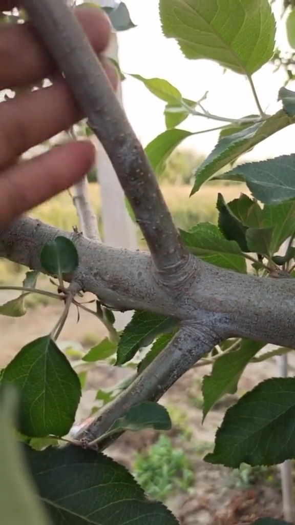 虽然有点损但是还是有效果滴,最笨背上枝管理小技巧#果树管理