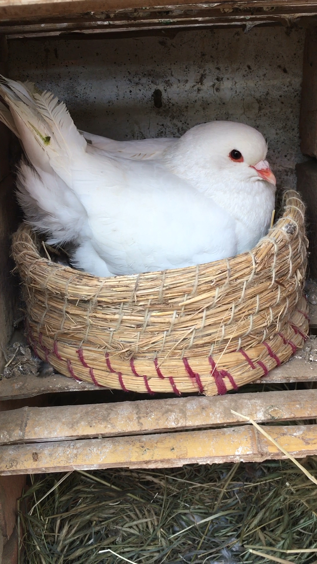 元宝鸽#正在孵化小鸽子,一月一窝,一窝两对小鸽子