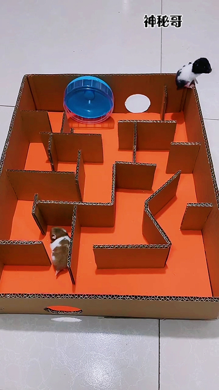 手工制作牛人做的迷宫小仓鼠玩嗨了