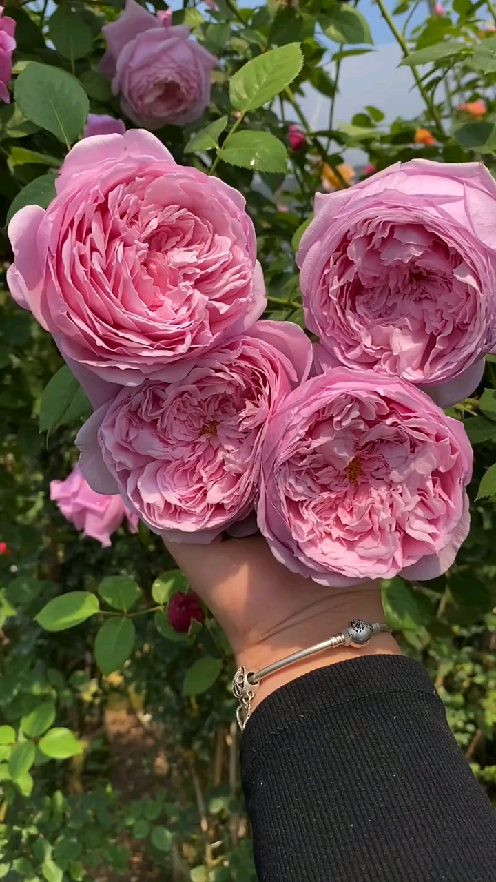 爬藤欧月自由精神大花浓香型