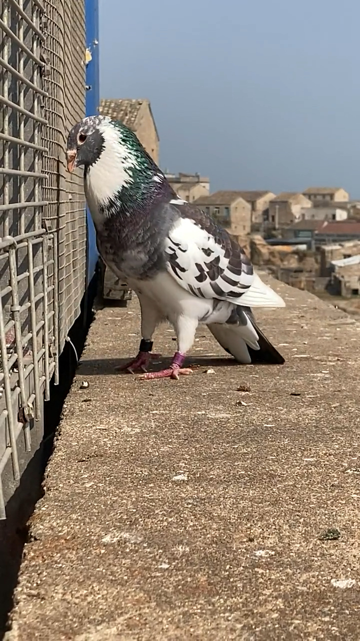 鸽子#德国原环霸气种公