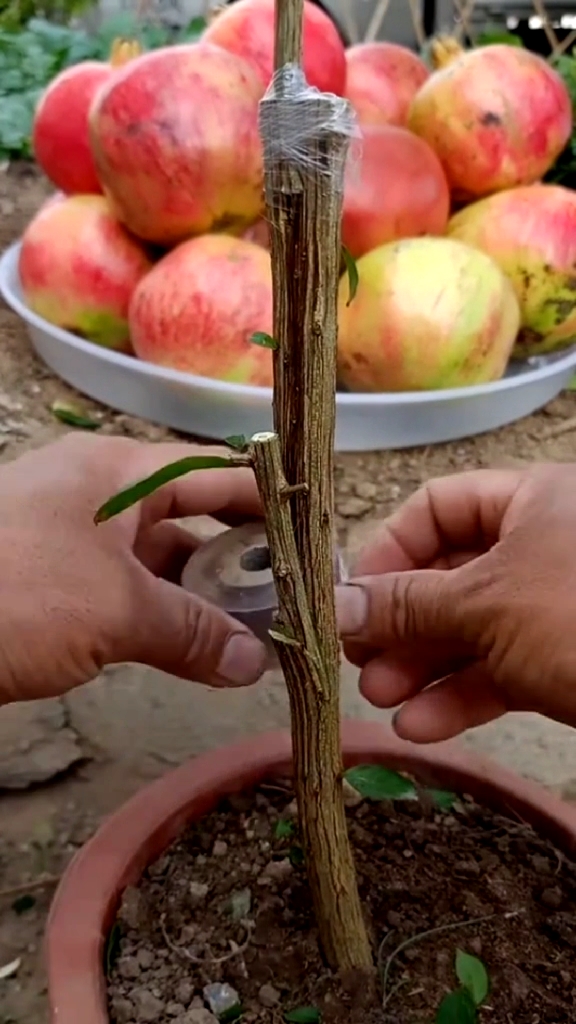 石榴嫁接技术分享,你看会了吗?-度小视