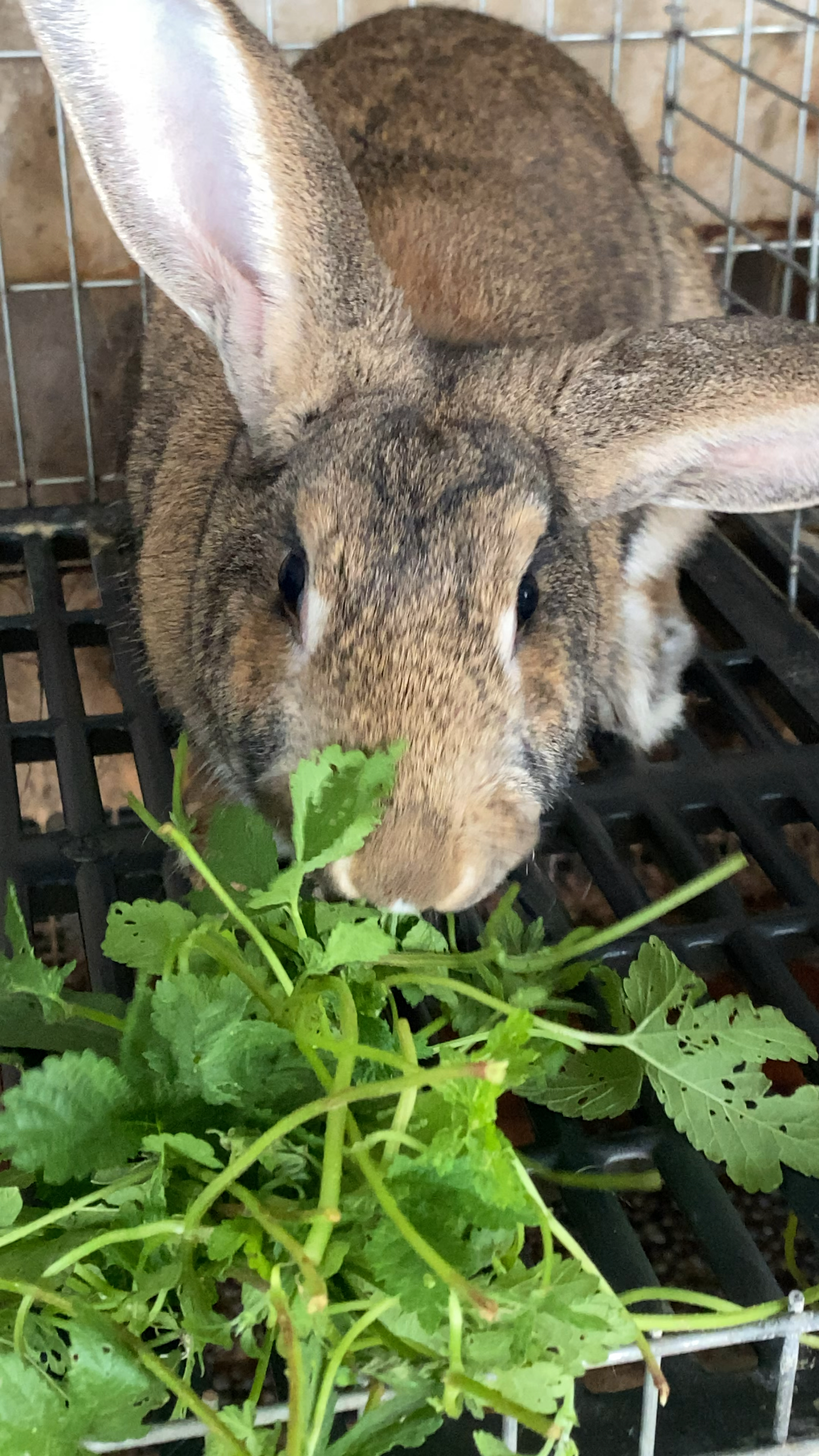 比利时兔吃草长肉