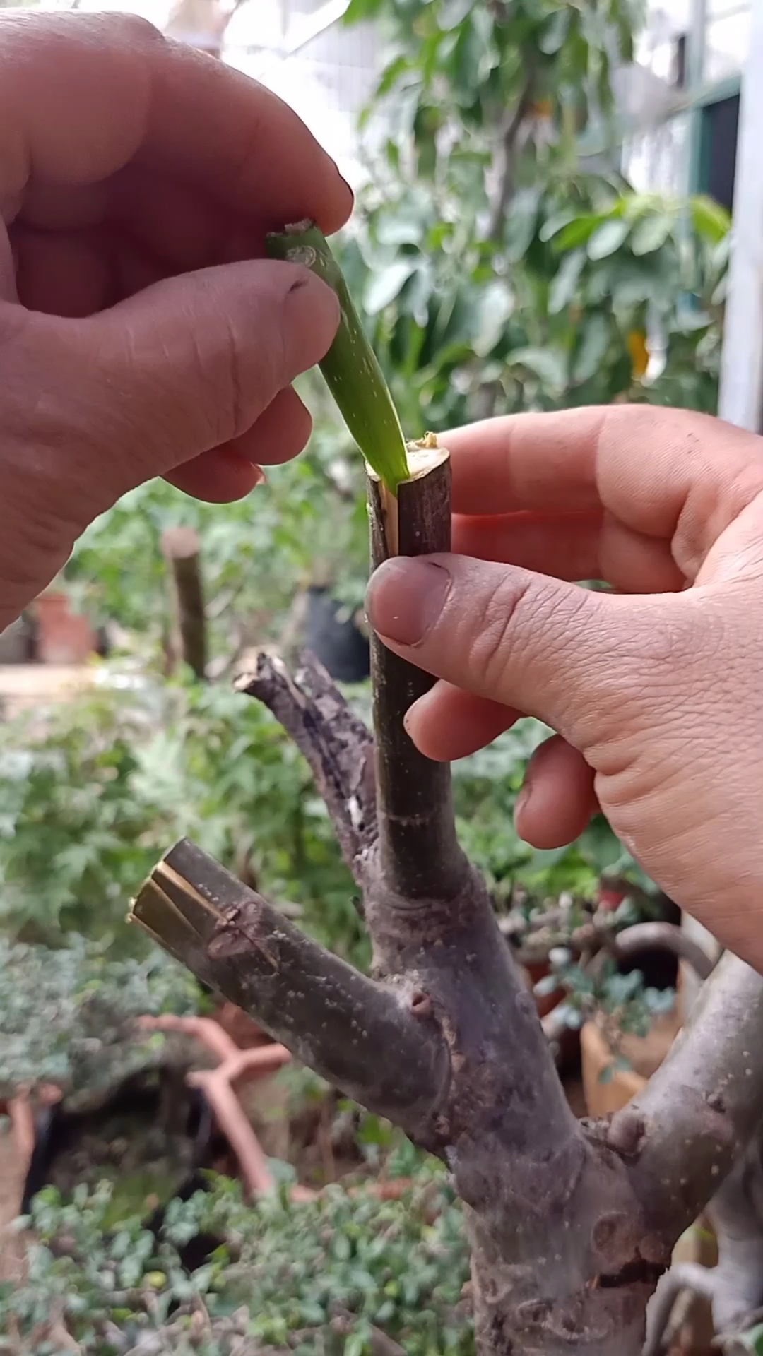 嫁接技术#核桃插皮接小技巧,成活率最高